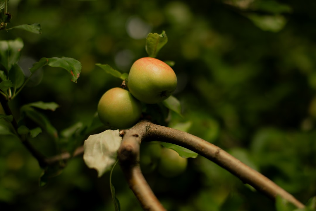 découvrez les bienfaits du vinaigre de cidre de pomme : usages, vertus santé, conseils d'utilisation et recettes pour intégrer ce produit naturel à votre quotidien.