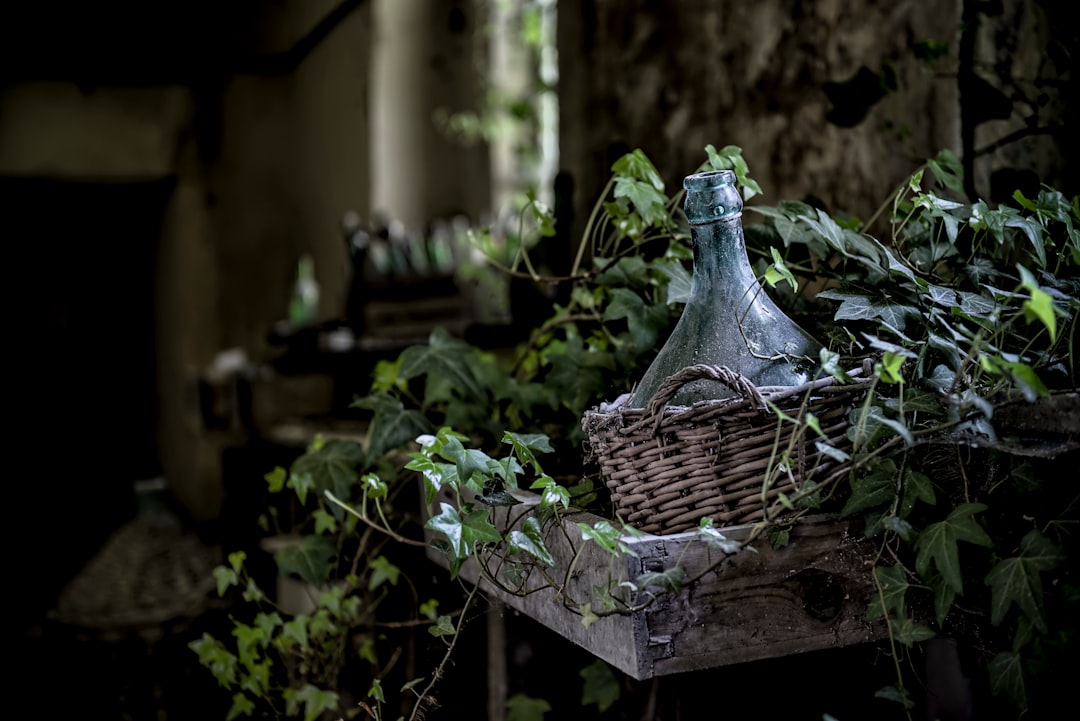 dĂ©couvrez la naturopathie : une approche naturelle pour amĂ©liorer votre bien-ĂȘtre, renforcer votre vitalitĂ© et prĂ©venir les maladies grĂące Ă des conseils personnalisĂ©s en alimentation, gestion du stress et hygiĂšne de vie.